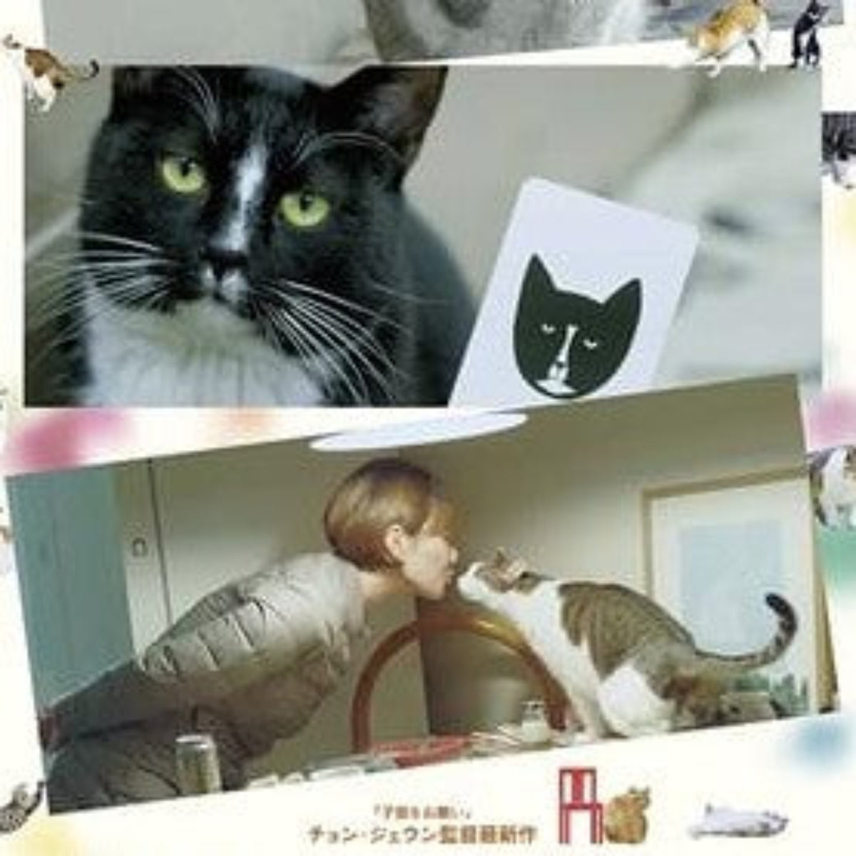 猫たちのアパートメント DVD 日本語字幕